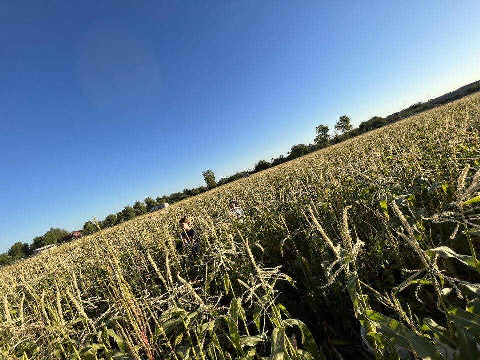 Students are out picking your corn for the day.  Don't miss this opportunity to have local corn from your Chandler High FFA students.  They will be there today starting at 7am and will stay open until they sell out or 3pm. #WeAreChandlerUnified