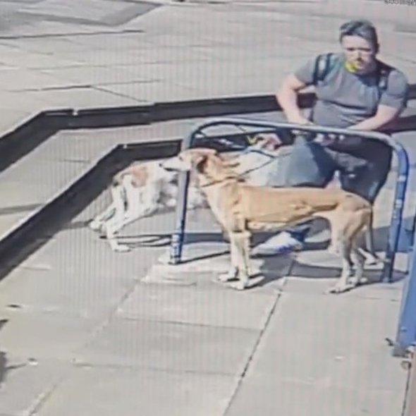 Animal Adoptions UK 🐕‍🦺🐈🐎❤️ tweet media