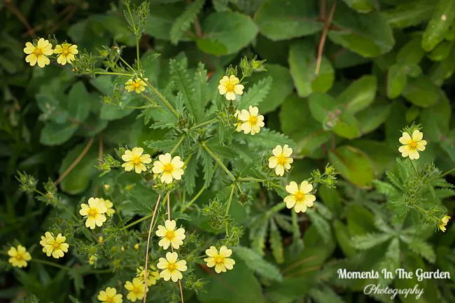 MomentsintheG's tweet image. Perennials currently blooming in the garden which add to the cottage garden.  #malva #potentilla #alchemilla #hardygeranium #sidalcea #lychnis #cottagegardenstyle #perennials #momentsinthegardenphotography