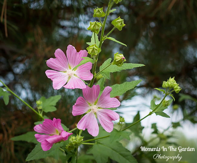 MomentsintheG's tweet image. Perennials currently blooming in the garden which add to the cottage garden.  #malva #potentilla #alchemilla #hardygeranium #sidalcea #lychnis #cottagegardenstyle #perennials #momentsinthegardenphotography