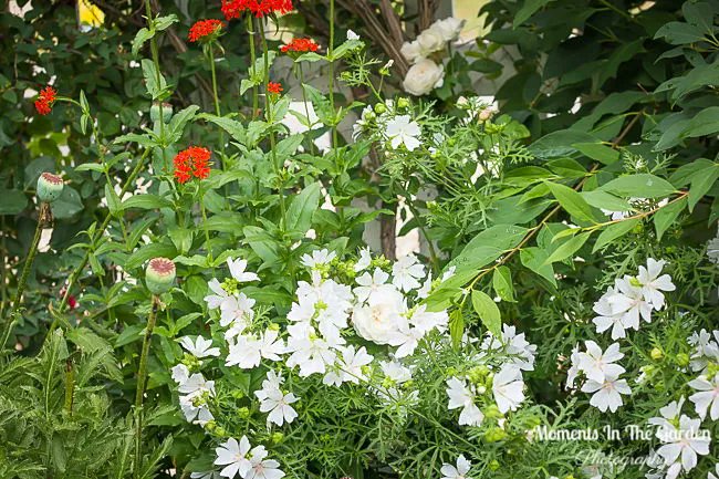 MomentsintheG's tweet image. Perennials currently blooming in the garden which add to the cottage garden.  #malva #potentilla #alchemilla #hardygeranium #sidalcea #lychnis #cottagegardenstyle #perennials #momentsinthegardenphotography