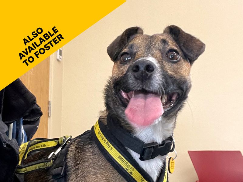 Please retweet to help Scrappy find a home #SHOREHAM #SUSSEX #UK  
Active Terrier aged 1-2.  He's looking for an adult home as the only pet with someone that  an go on with training ❤️
DETAILS or APPLY dogstrust.org.uk/rehoming/dogs/…… #dogs #pets #animals #AdoptDontShop #Scrappy