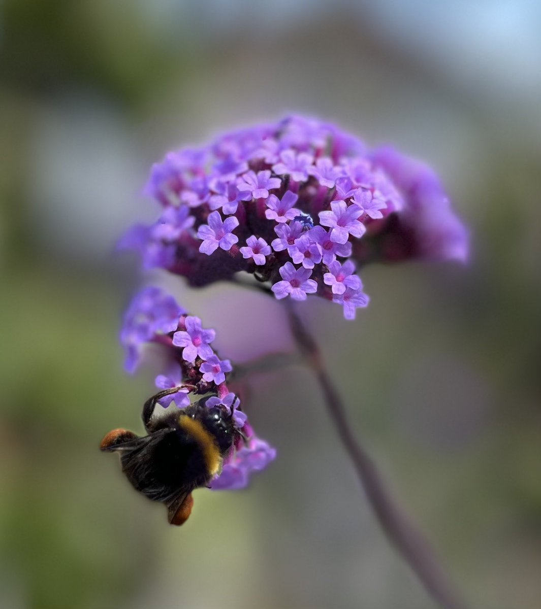 BearDublin's tweet photo. What plants that? It’s a ver-bee- na! 🐝
Nice to just sit in gent front garden bee-watching 🌞😀
#verbena #beewatching #bees #نَحْلَة #蜜蜂 #abeille #Biene #abeja 🪴🪴🪴#gardeningtwitter https://t.co/nZIggJDzDQ