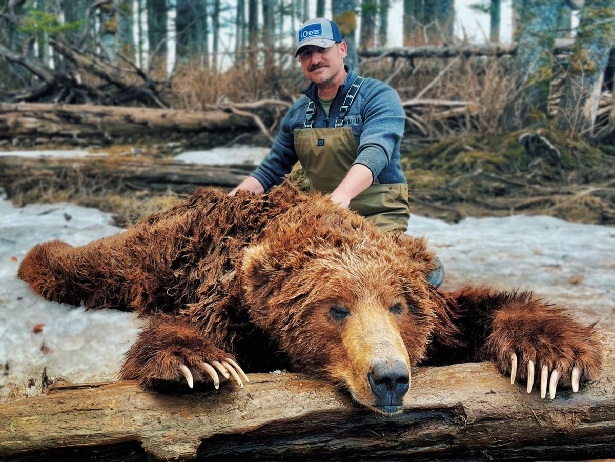 FederalPremium's tweet photo. What a beautiful #TerminalAscent Alaskan brown bear!

#BrownBear #ItsFederalSeason #Alaska https://t.co/yWST6RBRdV