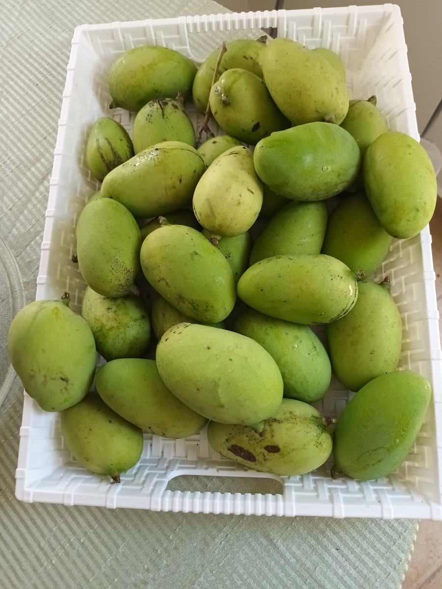 sandrafece's tweet photo. No me cambio por nada.  Los 🥭 de mi patio siguen y siguen 🥰🌞🏡👏🥭 https://t.co/aIM3zwedf8