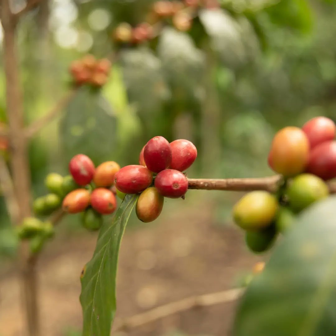 Chepsangor Hills Coffee tweet media