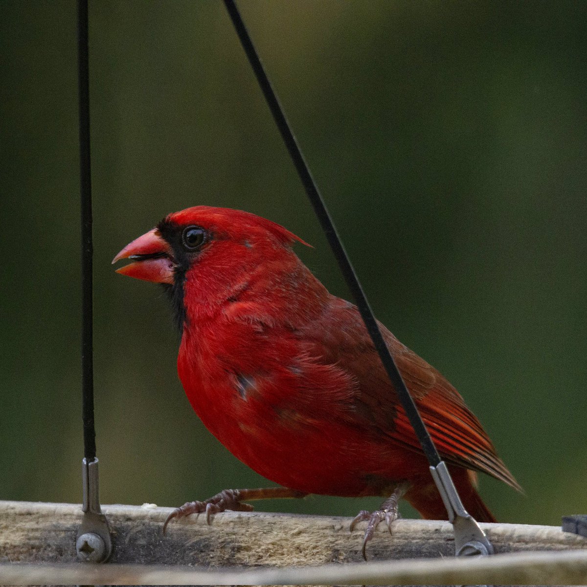 This male cardinal stopped by for an evening snack...
#eveningbirding #eveningsnack #eveningsnacks #malecardinals #malecardinal #ohiobirdworld #ohiobirdlovers #ohiobirder #ohiobirds #birdlife #birdlove #birdloversclub #birdloversdaily