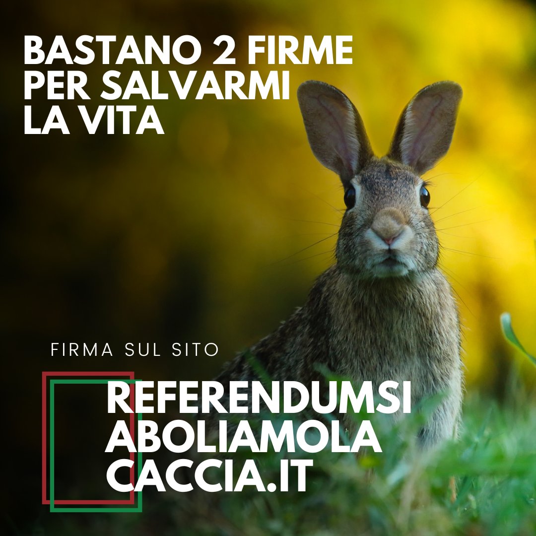 AboliamoCaccia's tweet photo. Ami gli animali? Vuoi difenderli dalla barbaria della caccia?

Hai la possibilità di salvarne milioni firmando le nostre 2 proposte di #referendum

Vai sul sito https://t.co/DF5fp9NkRY https://t.co/WrhEEI0oRc