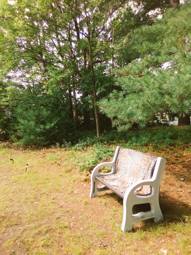 DoreneShaver1's tweet image. Just live my #privacytrees #DesignbyDory💚🌲🌲🌲