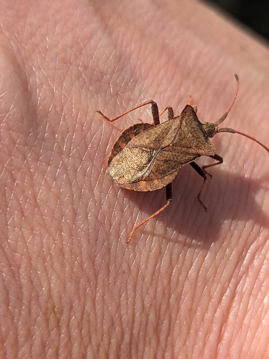 SophiaGrene's tweet photo. To celebrate #InsectDay, here is a dock bug I met at the bus stop. I especially admire its gold bottom. https://t.co/OkceC9BgbK