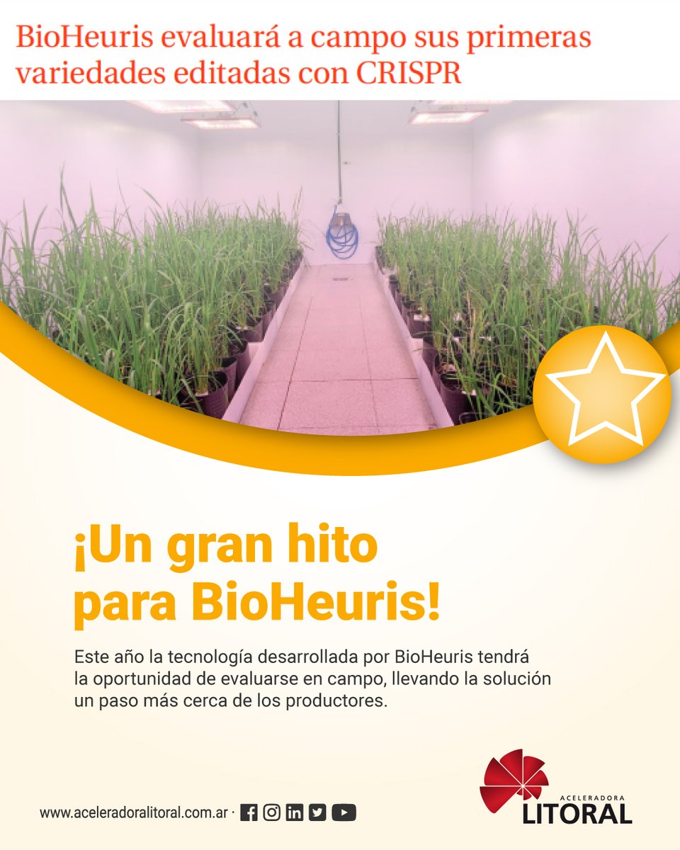 ¡Un gran hito! <a href="/bioheuris/">BioHeuris</a> evaluará en campo sus primeras variedades editadas con CRISPR🌱

🧵 
#NuestroPortfolio #agritech #crispr #cienciaconvalores