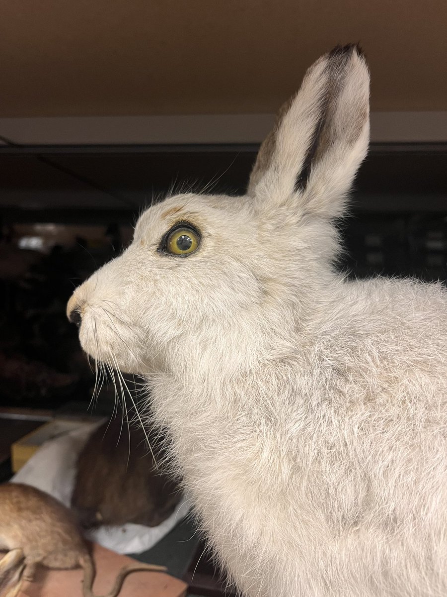 Accusatory hare.

In the collections at <a href="/LeedsMuseums/">Leeds Museums & Galleries</a>