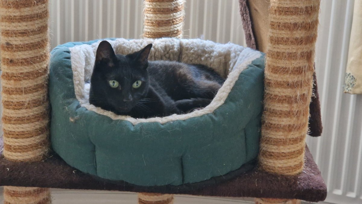 Becca1812's tweet photo. @HertsFRSControl @Hatfield_FS Sasha, sends absolutely huge purrs and thank yous, as do the rest of her family. Vet check says other than weight loss and hunger she is surprisingly well for a cat that's been in a chimney for 2 weeks! 
Thank you to the crew who came and extracted her, Sashas human pawrents 🧡 https://t.co/lZxzEBFLjK