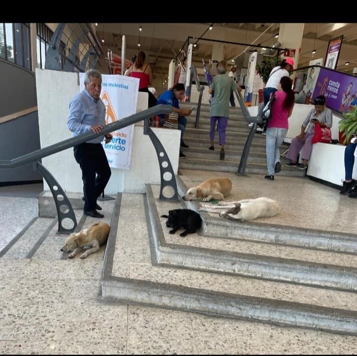 Fer_Ortega25's tweet photo. #VERACRUZ #VERACRUZ
En Chedraui discriminan a los animales.
En la sucursal Matamoros, en la ciudad de Veracruz, estos perritos estaban al interior refrescándose (aquí estamos a 45 grados centígrados) y el personal los corrió y echó a la calle. }
No hay empatía @Chedrauioficial https://t.co/ObxWviPEId