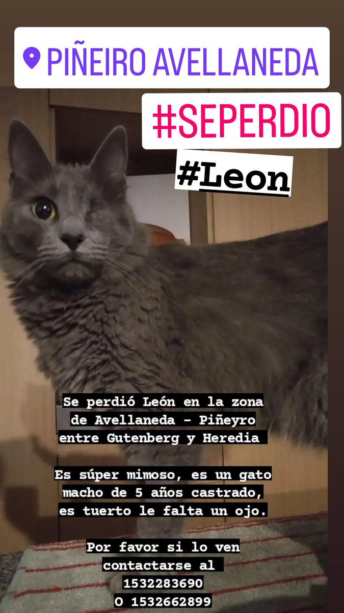 gatitosdeavella's tweet photo. #Atencion #Piñeyro
#SePerdio #Leon 👇👇👇 https://t.co/Zjqb3a55RK