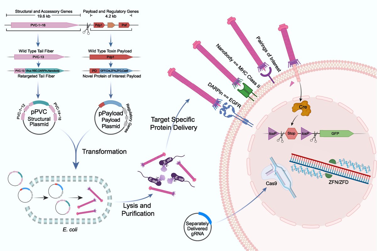 Cell Host & Microbe (@cellhostmicrobe) on Twitter photo Bacterial molecular syringe for drug delivery. Lu & Cai highlight work of <a href="/kreitz_joseph/">Joseph Kreitz</a> <a href="/zhangf/">Feng Zhang</a> <a href="/Nature/">nature</a> reporting syringe-like protein delivery vector engineered from natural endosymbiotic #bacteria for potential therapeutic & human use. cell.com/cell-host-micr… Bacterial molecular syringe for drug delivery. Lu & Cai highlight work of <a href="/kreitz_joseph/">Joseph Kreitz</a> <a href="/zhangf/">Feng Zhang</a> <a href="/Nature/">nature</a> reporting syringe-like protein delivery vector engineered from natural endosymbiotic #bacteria for potential therapeutic & human use. cell.com/cell-host-micr…
