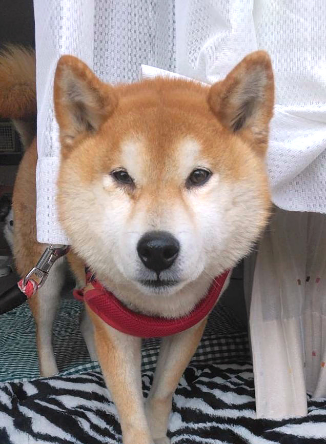 Vault203 on Twitter "RT tochigisatooya 【里親募集】「おっとり 柴 の幸羽くん」埼玉県