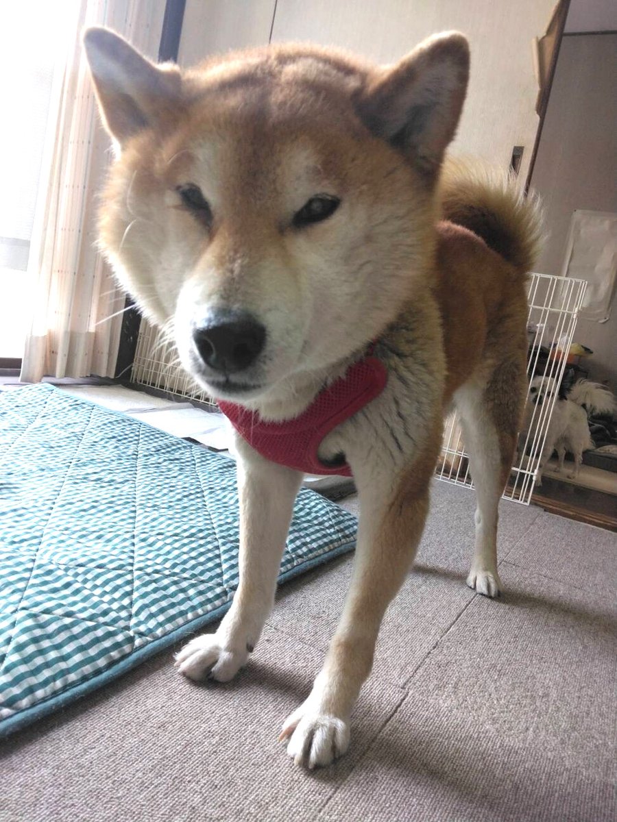 Vault203 on Twitter "RT tochigisatooya 【里親募集】「おっとり 柴 の幸羽くん」埼玉県