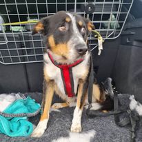 The_Animal_Team's tweet photo. TULLY, GINO, RALPH &amp; PEPPER, all went on their #freedomrides with 3 transporters each, via our Volunteer Transport Network. Donations towards fuel would be so very welcome. https://t.co/BZtLUGNefy #DonationsSaveLives #GetYourRescueOn https://t.co/L2fNxfMNcc