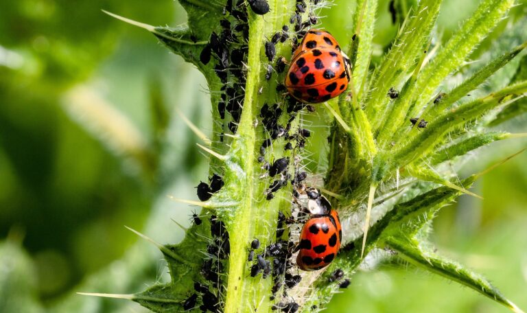 CABI_News's tweet photo. 🐞🐛🦗🐝Biological control takes natural technologies and uses them to control pests in an environmentally safe way.
Here's more about the different types & their uses
👉 https://t.co/AH7i4As42B https://t.co/eoPc829G1Z
