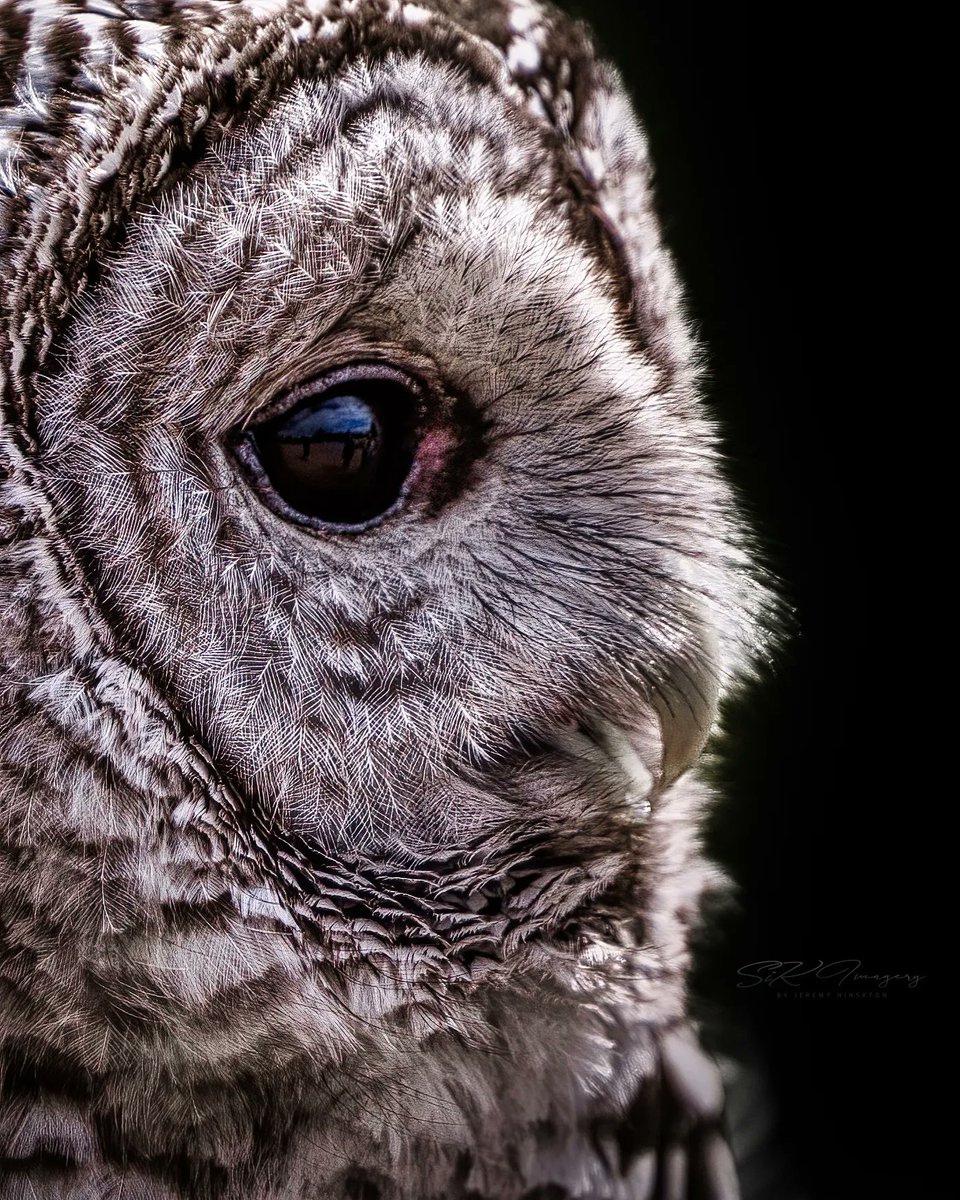 Hey everyone! Let’s see some #Animals! I always love the #animalshots!
I’m going to share another shot of that #BarredOwl that I shared recently. Here’s a nice side profile shot.  Love this #closeup #owl #portrait! Such amazing animals! 
#eyes

Like/Comment & #Retweet your favs!