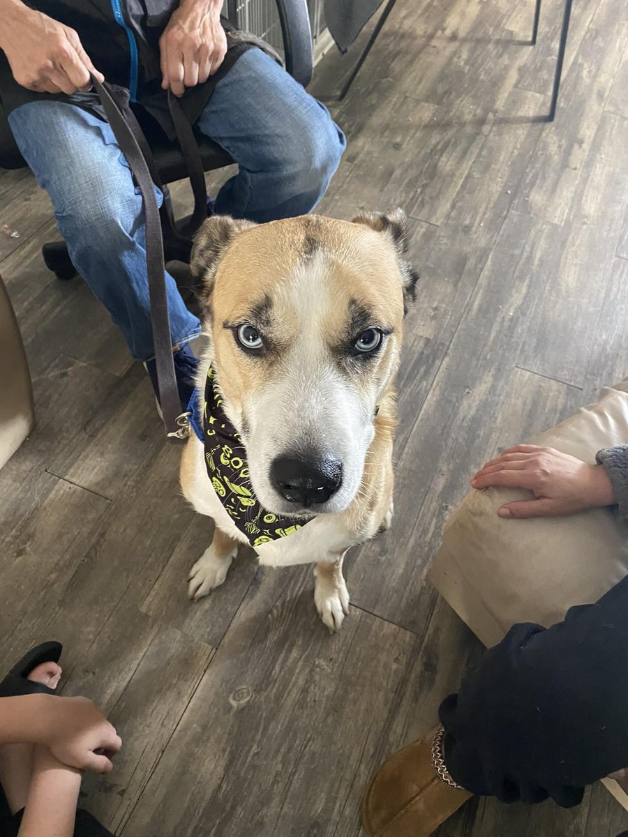 GroomingPMandy's tweet image. Copper looking handsome!🐶