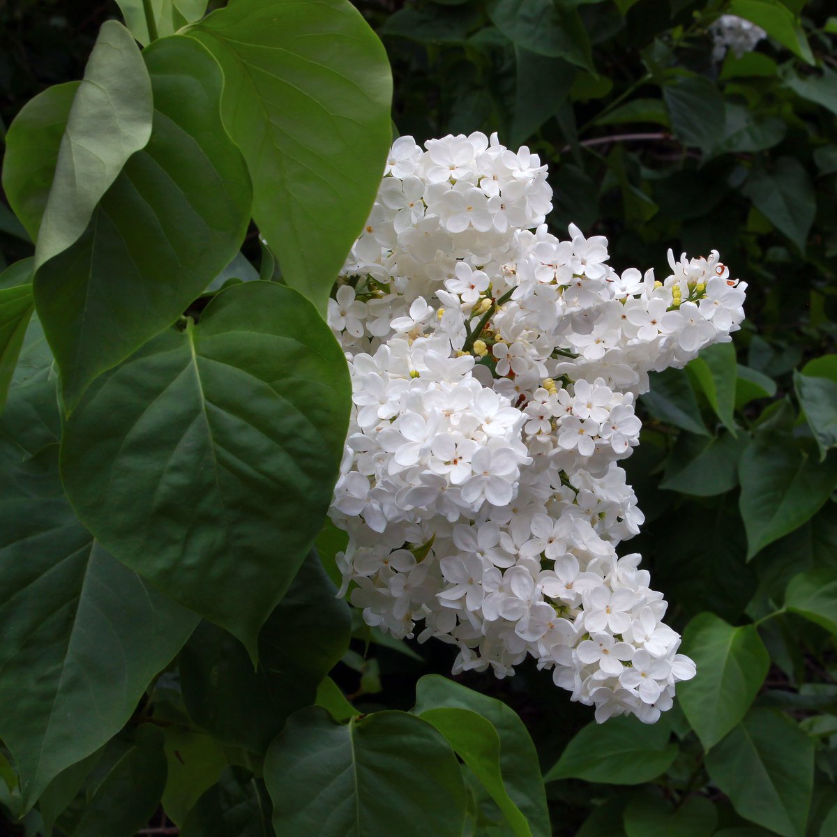 Syringa vulgaris🌿💮
✅ Follow us 😉 to see our daily posts and read our valuable facts 👇ALT 
#commonlilac #syringavulgaris #syringa #syringaflowers #syringavulgarissensation #syringavulgarisflowers #springvibes🌸 #naturephotography #plantlife #blueberrytree #flowers #hungary🇭🇺