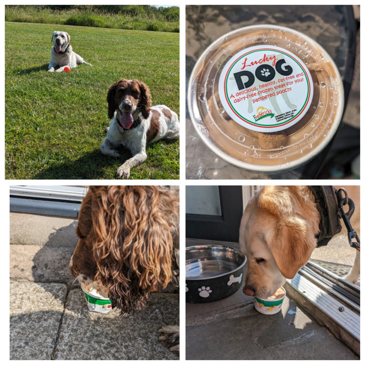 RPD Zac is clearly passing on his ball finding skills to his new best friend PD Katie. 
It appears to be impossible for Zac to be taken on a walk without finding a ball.
After enjoying a walk they have both enjoyed a treat
#pamperedpooches #retiredk9