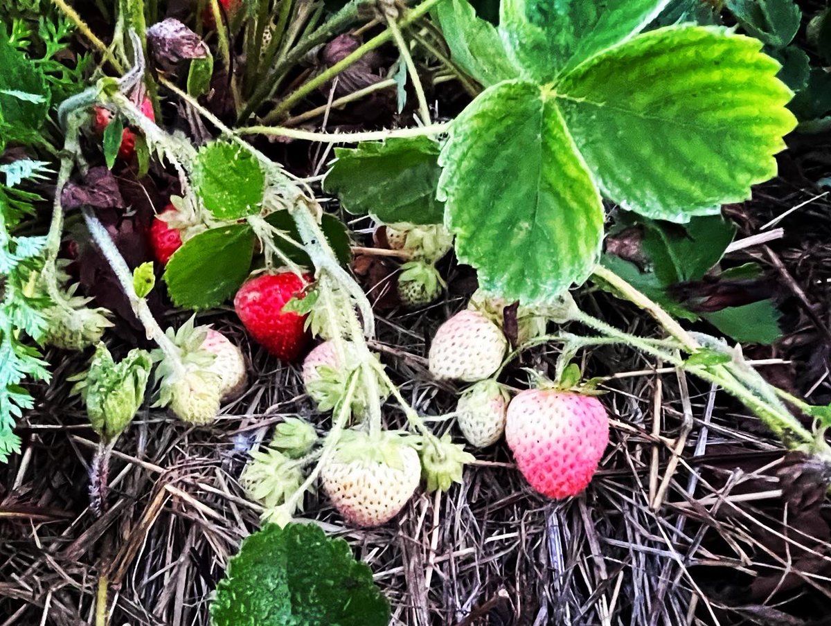 anson_ag's tweet photo. 🍓🍓🍓It’s strawberry season. Many pick your own farms are open. @DigInVT has a list. https://t.co/GuPzabOaPK https://t.co/vJEsHaCyqu