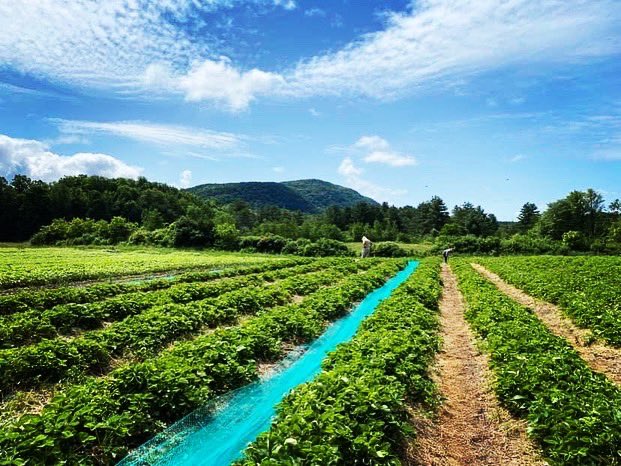 anson_ag's tweet photo. 🍓🍓🍓It’s strawberry season. Many pick your own farms are open. @DigInVT has a list. https://t.co/GuPzabOaPK https://t.co/vJEsHaCyqu