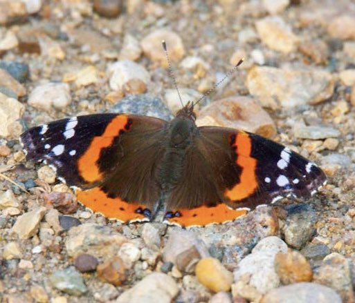 Neil Shook tweet media