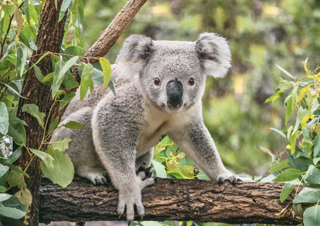 Xpose Trophy Hunting on Twitter "Koala Habitat Protected As 459 Hectares Has Been Saved By