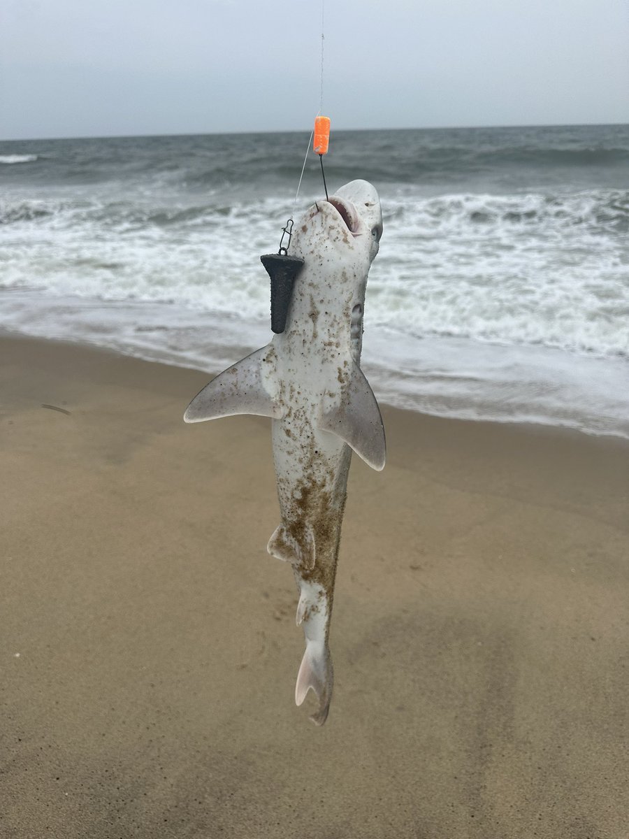 SteveHart123's tweet photo. Here are some pics of my most recent catch! https://t.co/2q2JSJSmoD