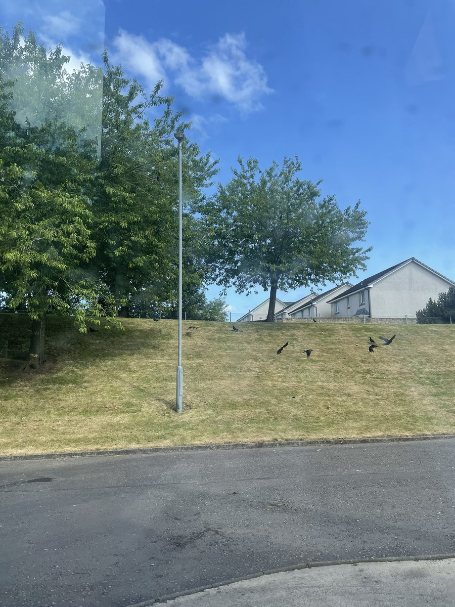 F2A made &amp; hung their bird feeders this morning for their JMA. Safe to say the birds have already found them 😁🐥