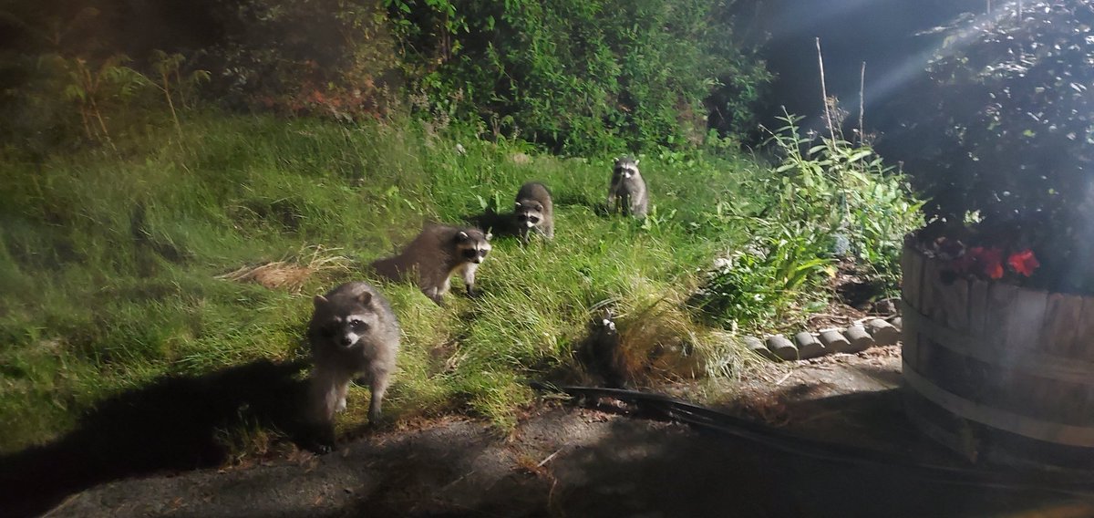 I just arrived home to this adorable welcoming committee. Momma #Raccoon with super cute triplets 🦝+🦝🦝🦝. The neighborhood critters know my property is a safe haven❤.