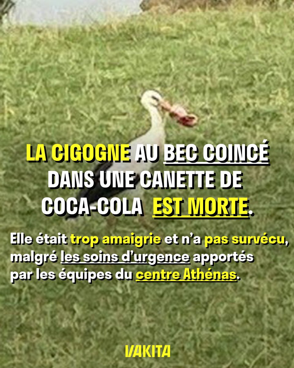 La cigogne qui avait le bec coincé dans une canette de Coca-Cola est morte…

Selon Gilles Moyne, le directeur du <a href="/CentreAthenas/">CentreAthenas</a> , à partir de la perte d’un tiers de son poids, un oiseau est en danger. Or, la cigogne en avait perdu la moitié.