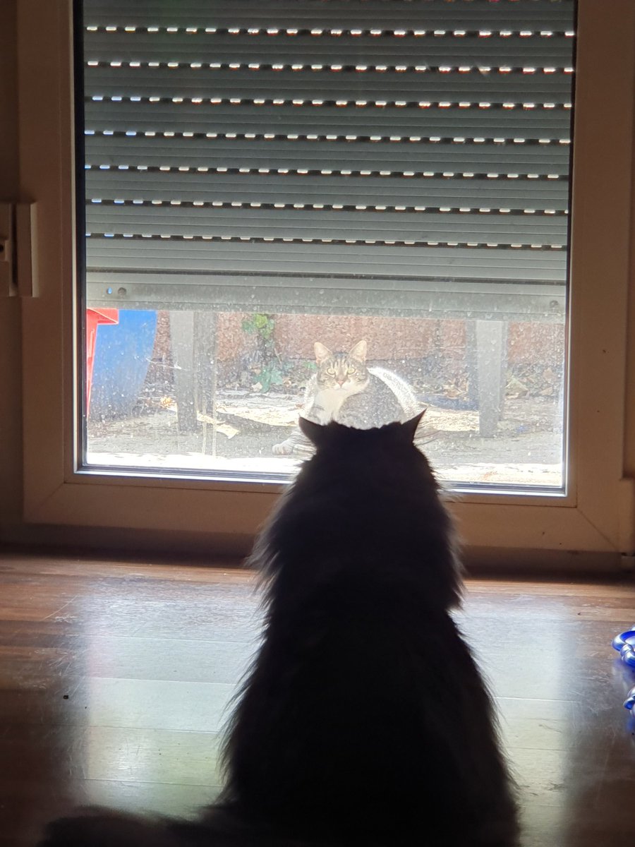 The staredown is real (ignore how dirty the window is)