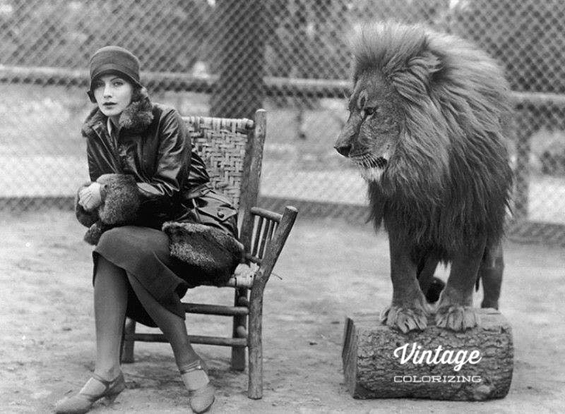Colorizer2's tweet image. Heel gemakkelijk zit filmster Greta Garbo niet naast MGM&apos;s Leo the Lion op deze foto uit 1926. 🎥✨ Volg me voor meer bijzondere foto&apos;s, tot leven gebracht met kleur! 🌈🎬 #Filmster #GretaGarbo #VintageFoto #MGM #Ingekleurd #Leeuw 👉 vintagecolorizing.com