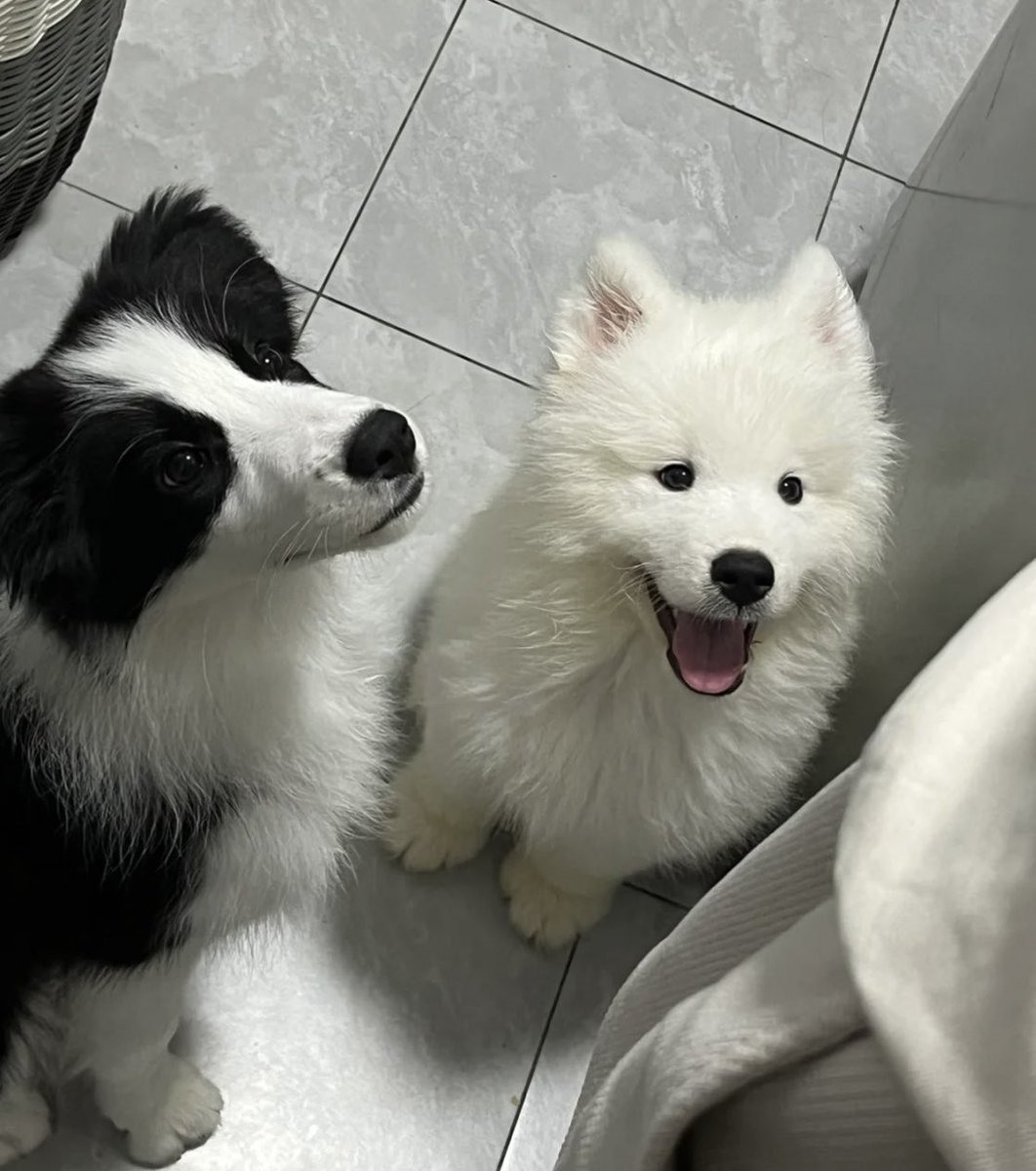 แมมม่ นี่เพื่อนหนุชื่อปุ้กปิ้ก เปนวัว