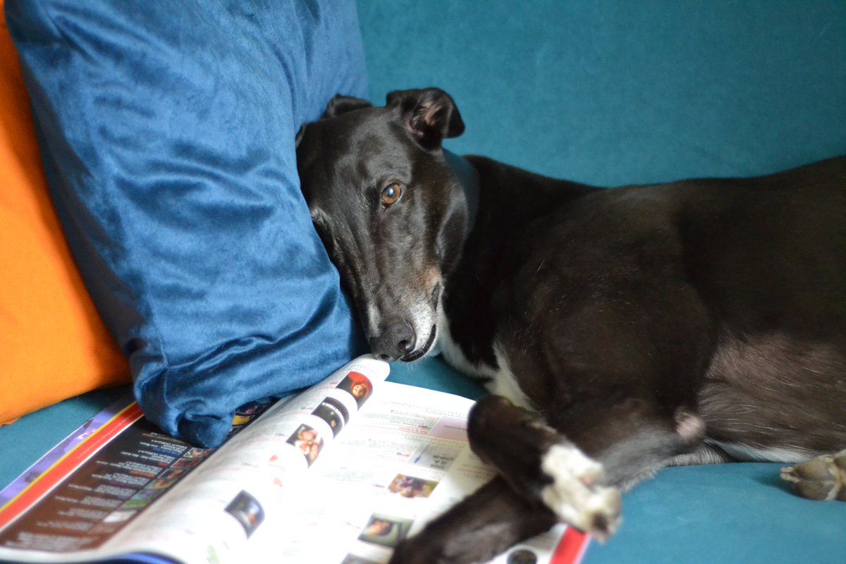 simplyspiffing's tweet photo. Our very own Montmorency is perusing the @edfringe programme this morning.
#petswithprogrammes #edfringe #edfringe23 #edinburgh #theatre #dog https://t.co/IEncPcfOWJ