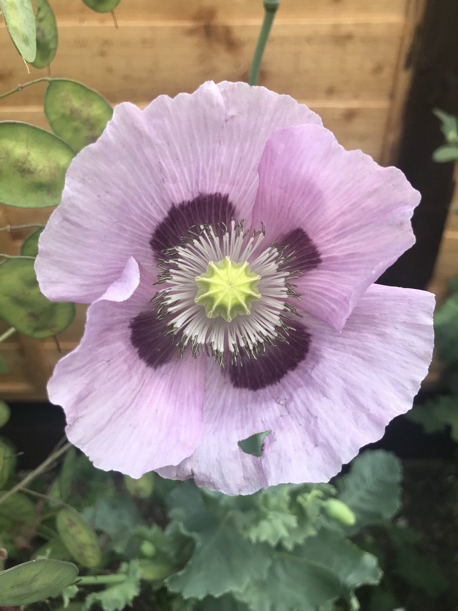 Poppy love 😍#poppies #flowers #gardening