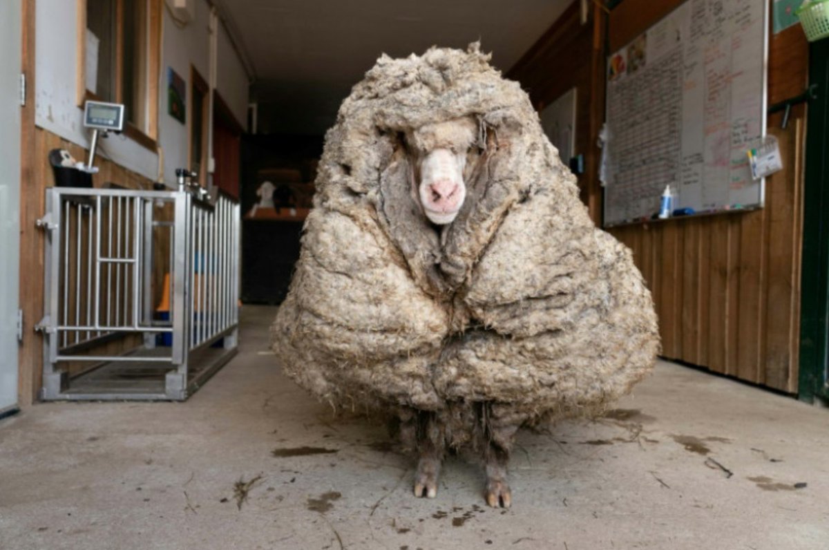 'Sheep breeders have selectively bred sheep to grow so much wool – unnaturally – it must be sheared by people. So we must shear sheep otherwise they’ll grow huge fleece which will affect their health. But who created that problem? Not the sheep.'
emisgoodeating.com/2022/10/24/why…