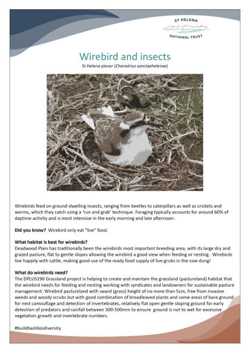It's insect week, so why the #wirebird? 🐛🦟🐞

#HabitatRestoration #StHelena #grasslands #ProtectTheWirebird #InsectWeek #endemic