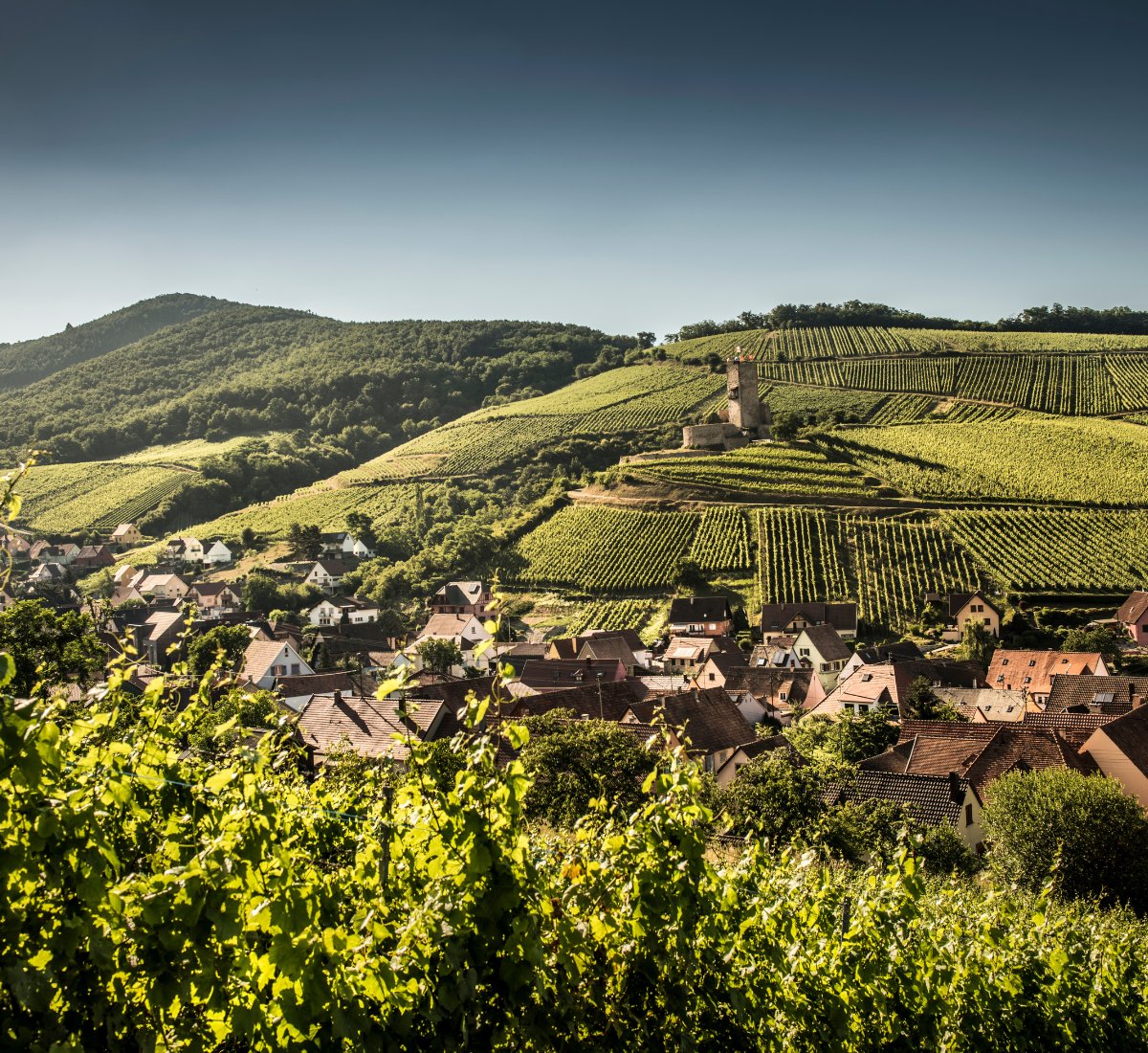 Domaine Meyer Fonne - mailchi.mp/de-burgh/domai… ALSACE Delicious wines from the region that has one of the greatest examples of terroir. Its soil diversity means that several grape varieties can flourish here making it one of the most varied grape growing regions in the world.
