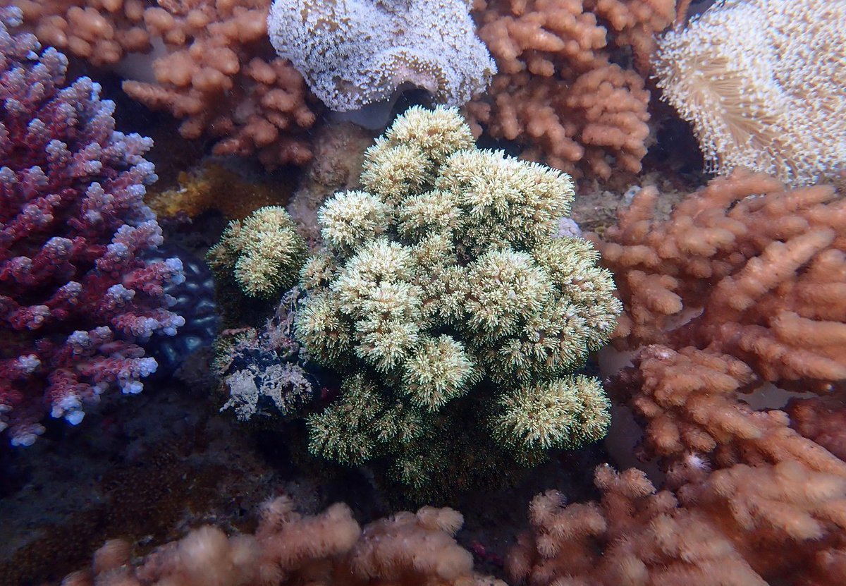 coralseafound's tweet photo. Spellbound once again by the sensational diversity, colour and forms of the coral community at Indigo Bay, Eumilli (Fantome Island), sea country of the Manbarra people.
#greatbarrierreef 
#tooprecioustolose
https://t.co/9DapDX36Tr
#reefalive #coralreef #coral #manbarracountry https://t.co/HMpfmnQ5iX