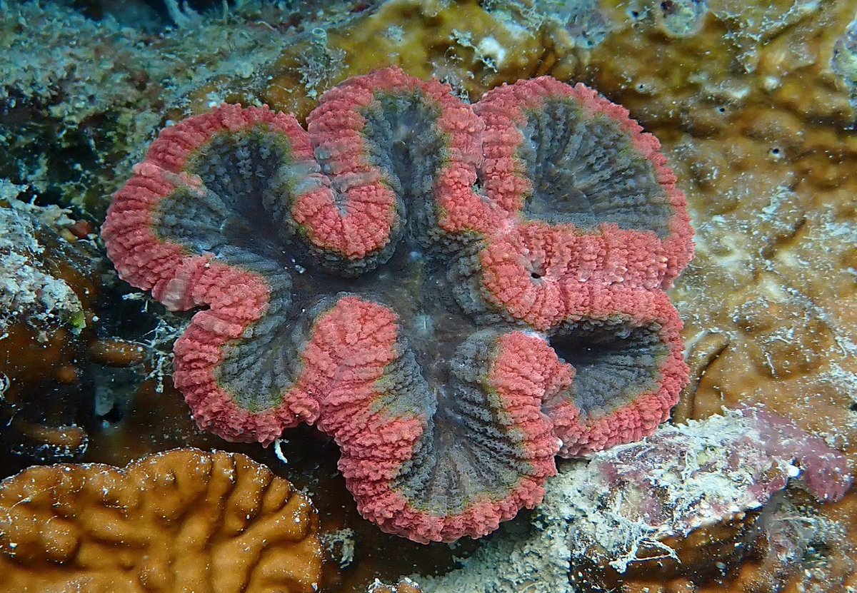 Spellbound once again by the sensational diversity, colour and forms of the coral community at Indigo Bay, Eumilli (Fantome Island), sea country of the Manbarra people.
#greatbarrierreef 
#tooprecioustolose
Coralseafoundation.net
#reefalive #coralreef #coral #manbarracountry