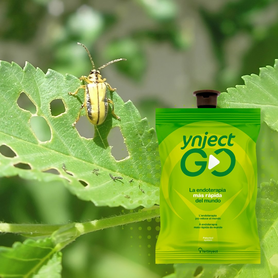 ¡¡Actúa contra la Galeruca del Olmo!! 🌳

✅ Elimina la presencia de Galeruca en tu Olmo y permite que este brote sano de nuevo con Ynject GO, una aplicación rápida, efectiva y sencilla.