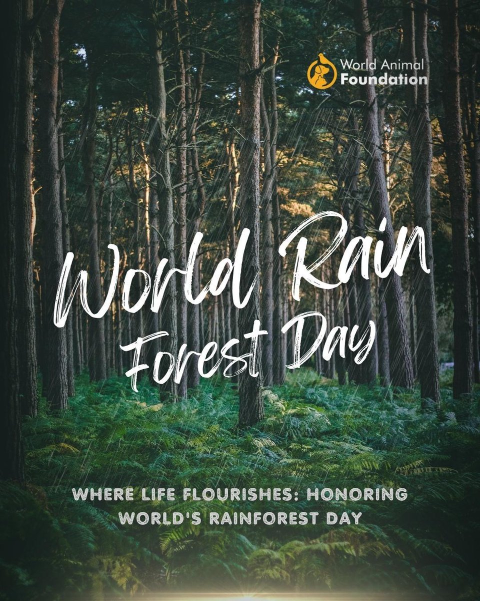 Happy #WorldsRainforestDay! 🌲Let's celebrate the lungs of our #planet & the incredible #biodiversity they shelter. From conservation efforts to protecting wildlife habitats, we've come far. But still effort is needed for a greener future. #Rainforests #EcoFriendly #GreenPlanet