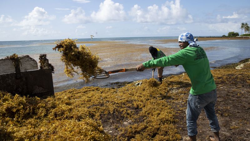 Check out this great #ExpertSpotlight from @FloridaTech  and connect with Toufiq Reza, Ph.D.  if you are looking to cover this topic.

Solving sargassum: Florida Tech researchers exploring ways to make seaweed useful.

exprt.co/3Js3AzH