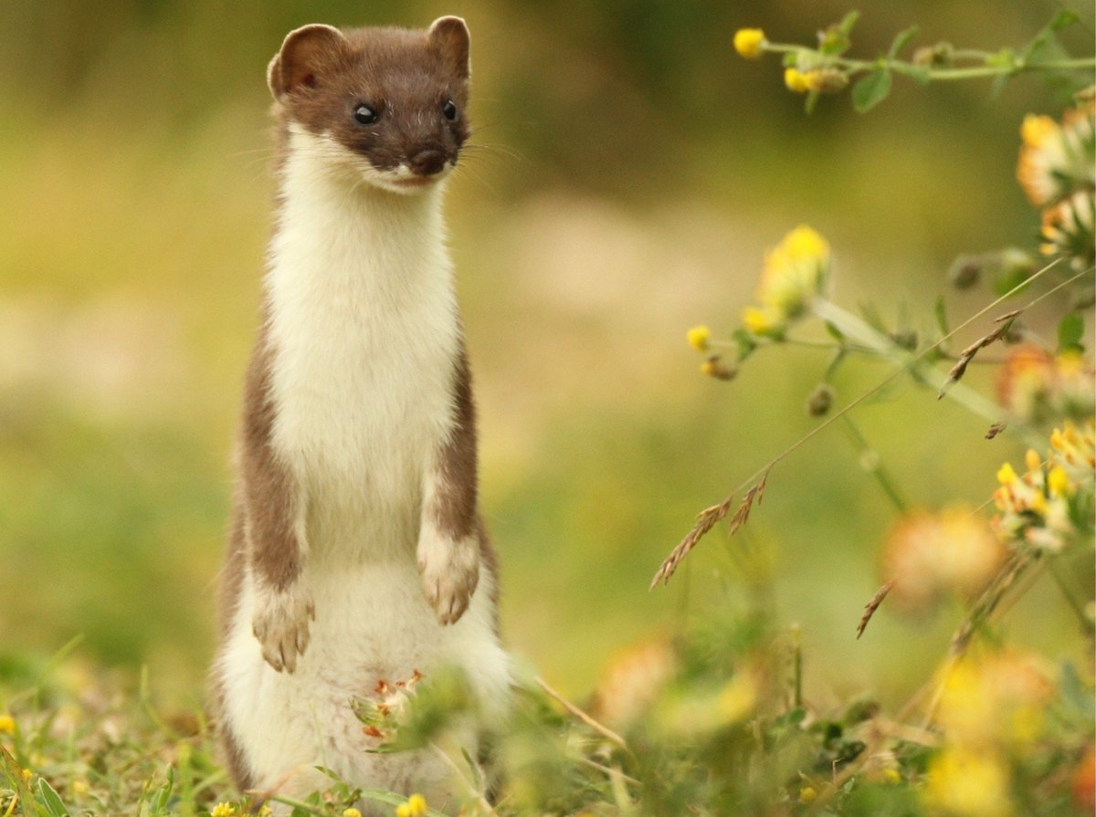 How would you caption this stoat photo? 
#photooftheday 📷#stoat #robertefuller